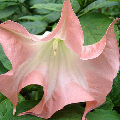 Brugmansie růžová - Brugmansia sp - semena - 5 ks
