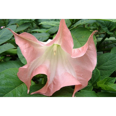 Brugmansie růžová - Brugmansia sp - semena - 5 ks