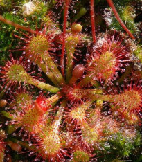 Rosnatka vláskatá - Drosera capillaris - semena - 10 ks