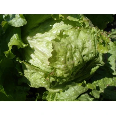 Salát ledový Saladin - Lactuca sativa - semena - 0,2 g