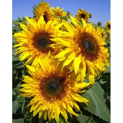 Slunečnice žlutá obří - Helianthus annuus - semena - 8 ks