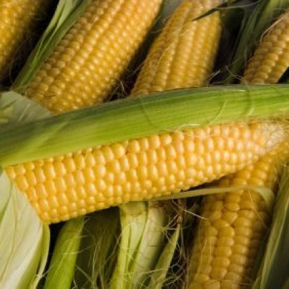 Kukuřice cukrová Ombra F1 - Zea mays - semena - 15 ks