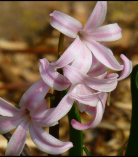 Ladoňka růžová - Scilla siberica - cibuloviny - 3 ks