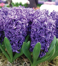 Hyacint Blue Pearl - Hyacinthus - cibuloviny - 1 ks