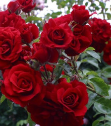 Růže popínavá červená - Rosa - semena - 5 ks