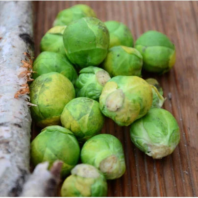 Kapusta růžičková Hilds Ideal - Brassica oleracea - semena - 0,5 g