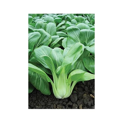 Pak Choi čínské zelí Sagami - Asijská zelenina - semena - 150 ks