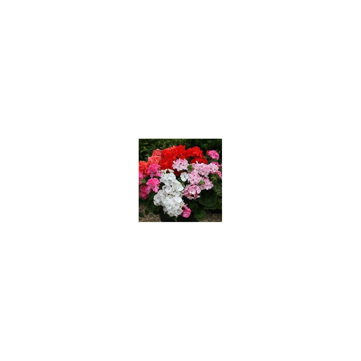 Muškát Paintbox směs barev - Pelargonium hybrids - semena - 8 ks