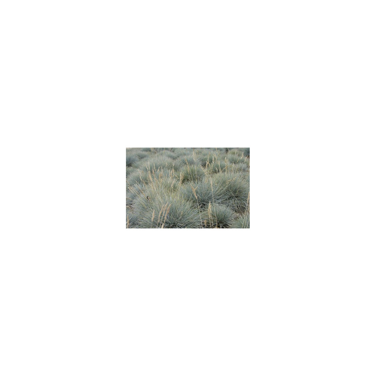 Okrasná tráva - Kostřava coxii - Festuca coxii - semena - 5 ks