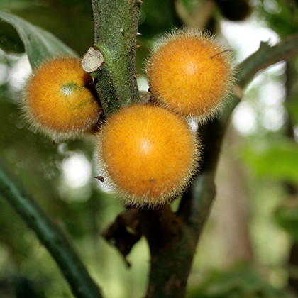Teron Asam - Solanum lasiocarpum - semena - 5 ks
