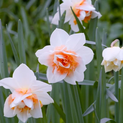 Narcis Replete - Narcissus - cibuloviny - 3 ks