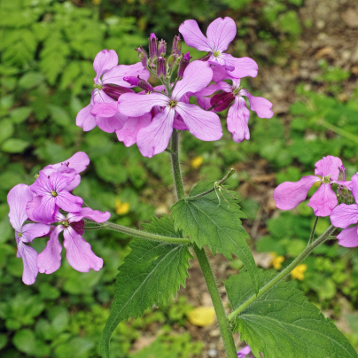 Měsíčnice dvouletá fialová - Lunaria biennis - semena - 50 ks