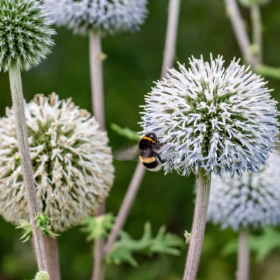 Bělotrn kulatohlavý - Echinops sphaerocephalus - semena - 6 ks