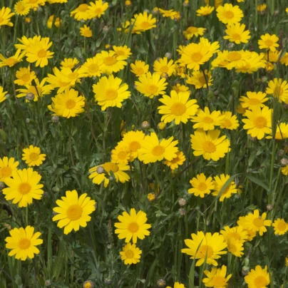 Kopretina osenní Helios - Chrysanthemum segetum - semena - 100 ks