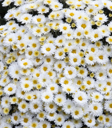 Kopretina bílá - Chrysanthemum leucanthemum max. - semena - 200 ks