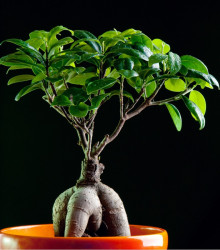 Fíkovník tajvanský - Ficus retusa - semena - 5 ks