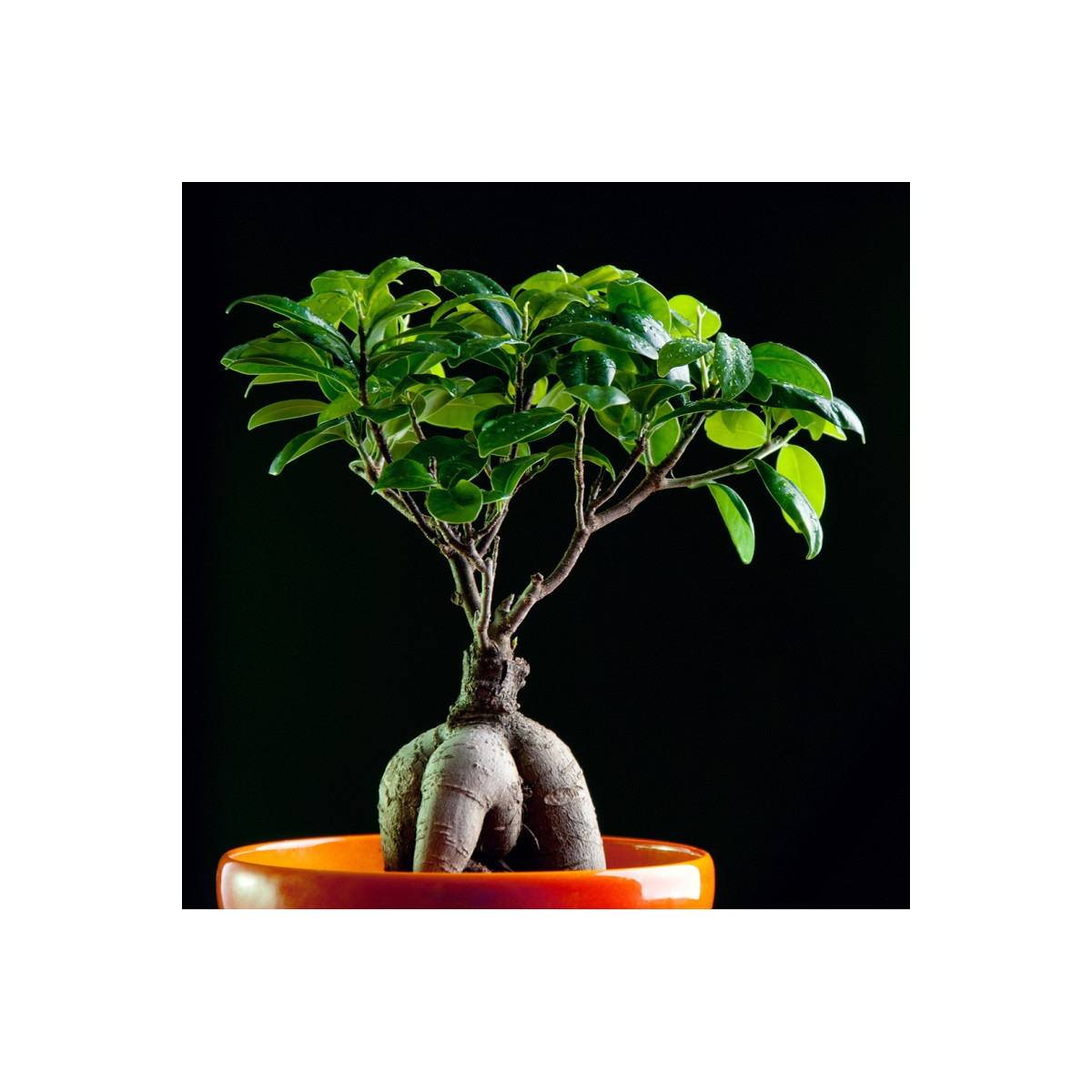 Fíkovník tajvanský - Ficus retusa - semena - 5 ks