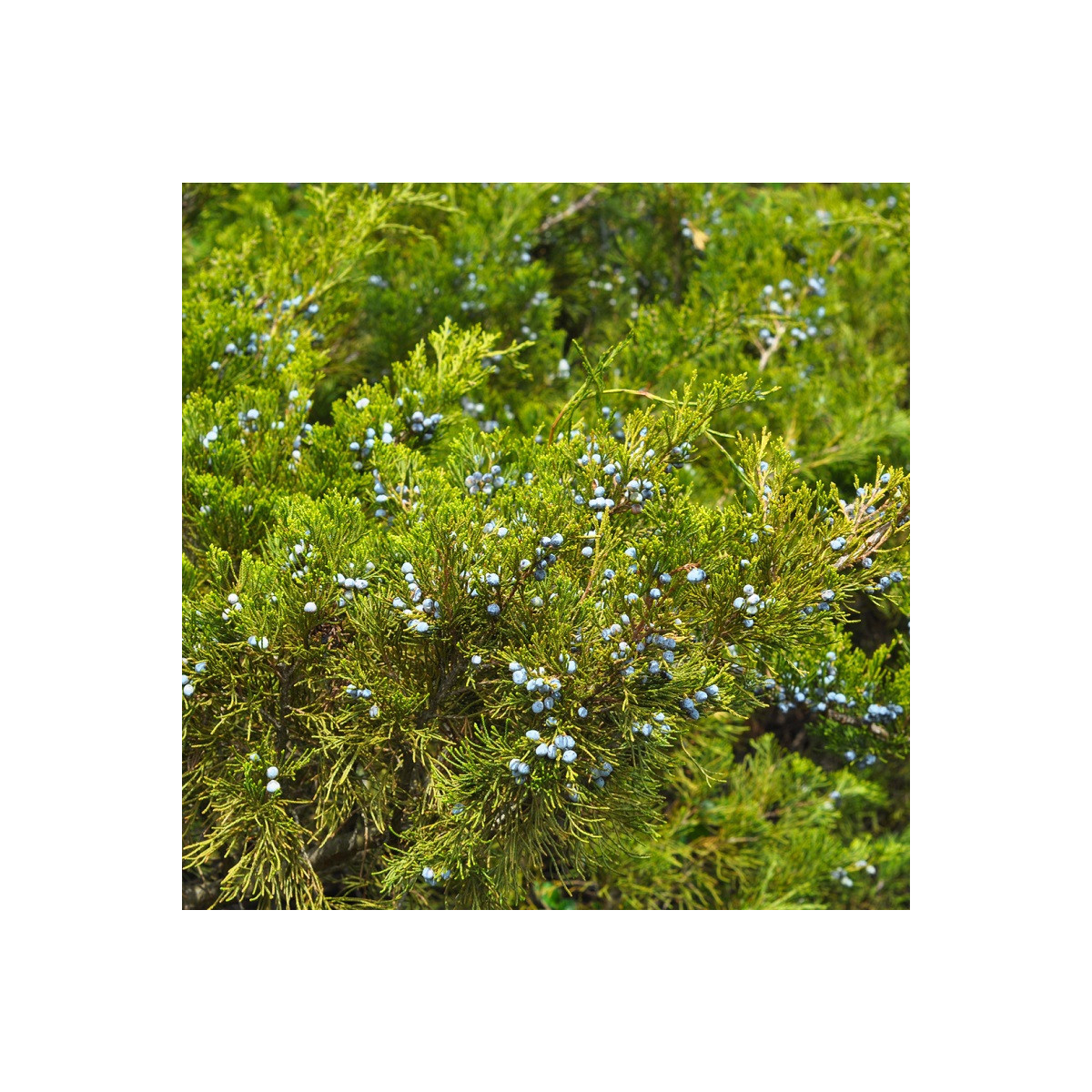 Jalovec - Juniperus excelsa - semena - 5 ks