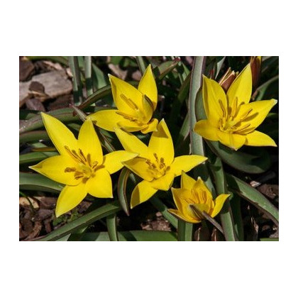Tulipán Urumiensis - Tulipa - cibuloviny - 3 ks