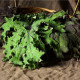 Kadeřávek Red Russian - Brassica oleracea - semena - 150 ks