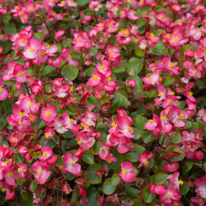 Voskovka Heaven Rose F1 - Begonia semperflorens - semena - 10 ks