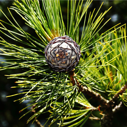 Borovice Limba - Pinus cembra sibirica - semena - 7 ks