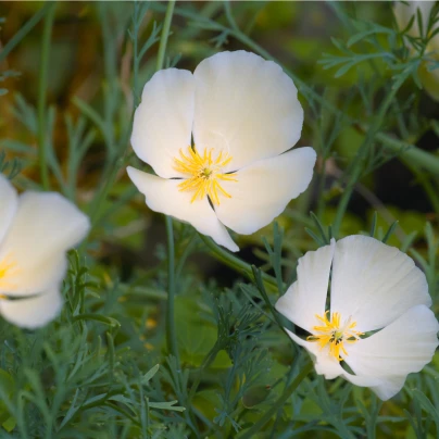 Sluncovka kalifornská bílá - Eschscholzia californica - semena - 450 ks