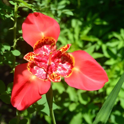 Tygřice červená Speciosa - Tigridia - cibuloviny - 3 ks