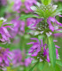 Monarda citrónová - Monarda citriodora - semena - 50 ks