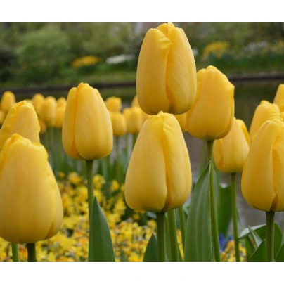 Tulipán Golden Parade - Tulipa - cibuloviny - 3 ks