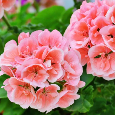 Muškát páskatý Nekita F1 Salmon - Pelargonium zonale - semena - 4 ks