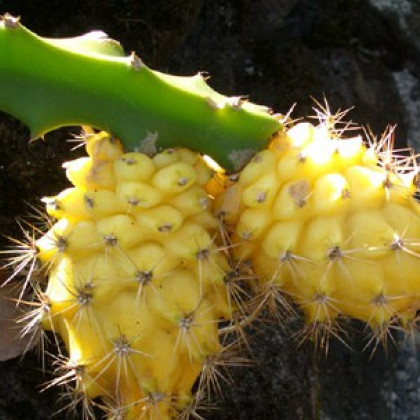 Pithaya žlutá - Selenicereus megalanthus - semena - 4 ks