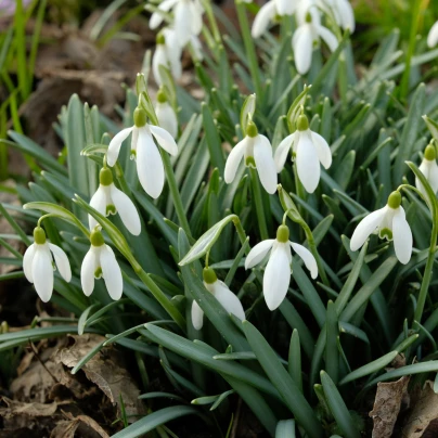 Sněženka podsněžník - Galanthus nivalis - cibuloviny - 3 ks