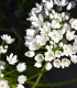 Česnek okrasný - Allium neapolitanum - cibuloviny - 3 ks