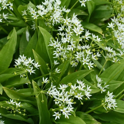 Medvědí česnek - Allium ursinum - cibuloviny - 3 ks