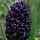 Hyacint Dark Dimension - Hyacinthus - cibuloviny - 1 ks