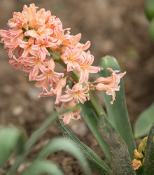 Hyacint oranžový Gipsy Queen - Hyacinthus - cibuloviny - 1 ks