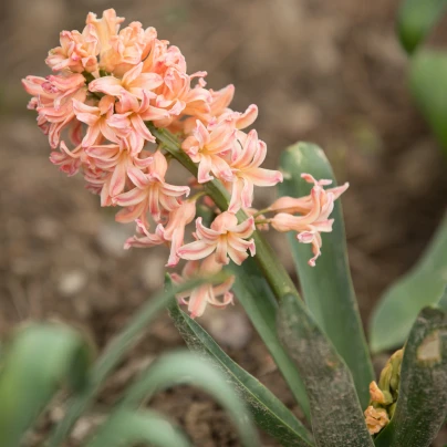 Hyacint oranžový Gipsy Queen - Hyacinthus - cibuloviny - 1 ks