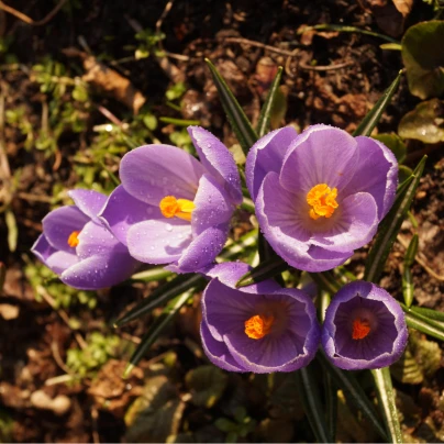 Krokus Grand Maitre - Crocus - cibuloviny - 3 ks