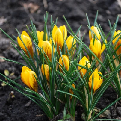 Krokus Dorothy - Crocus - cibuloviny - 3 ks