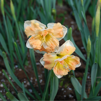 Narcis Vanilla Peach - Narcissus - cibuloviny - 3 ks