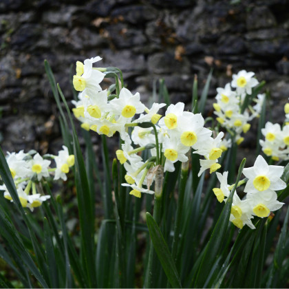 Narcis Minnow - Narcissus L. - cibuloviny - 3 ks