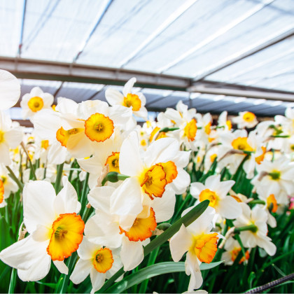 Narcis Flower Record - Narcissus - cibuloviny - 3 ks