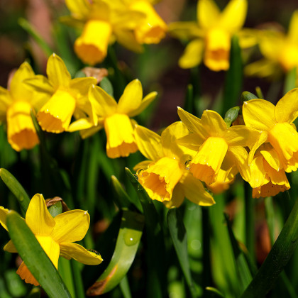 Narcis Trelawney - Narcissus - cibuloviny - 3 ks