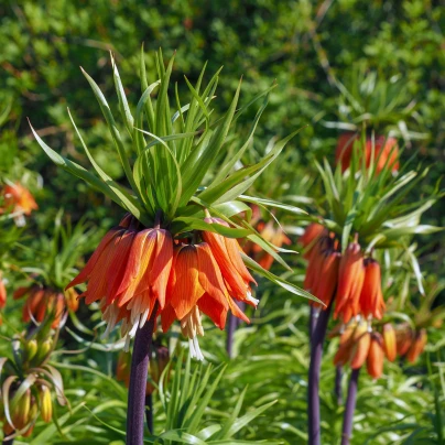 Řebčík královský Aurora - Fritillaria imperialis - cibuloviny - 1 ks