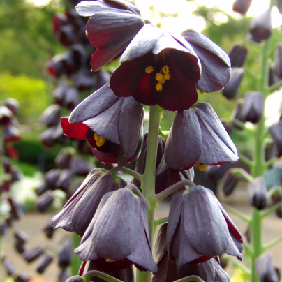 Perský řebčík - Fritillaria persica - cibuloviny - 1 ks