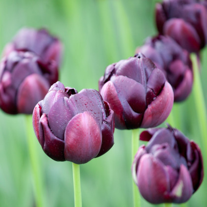 Tulipán Black Hero - Tulipa - cibuloviny - 3 ks