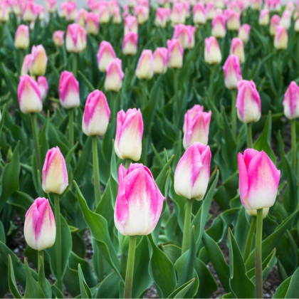 Tulipán Dynasty - Tulipa - cibuloviny - 3 ks