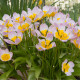 Tulipán Bakerii Lilac Wonder - Tulipán saxatilis - cibuloviny - 3 ks