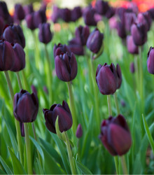 Tulipán Queen of Night - Tulipa - cibuloviny - 3 ks